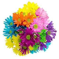 Crazy Daisy - Each