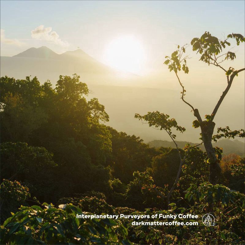 slide 5 of 6, Dark Matter Coffee A Love Supreme House Blend Whole Bean Coffee - 12oz, 12 oz