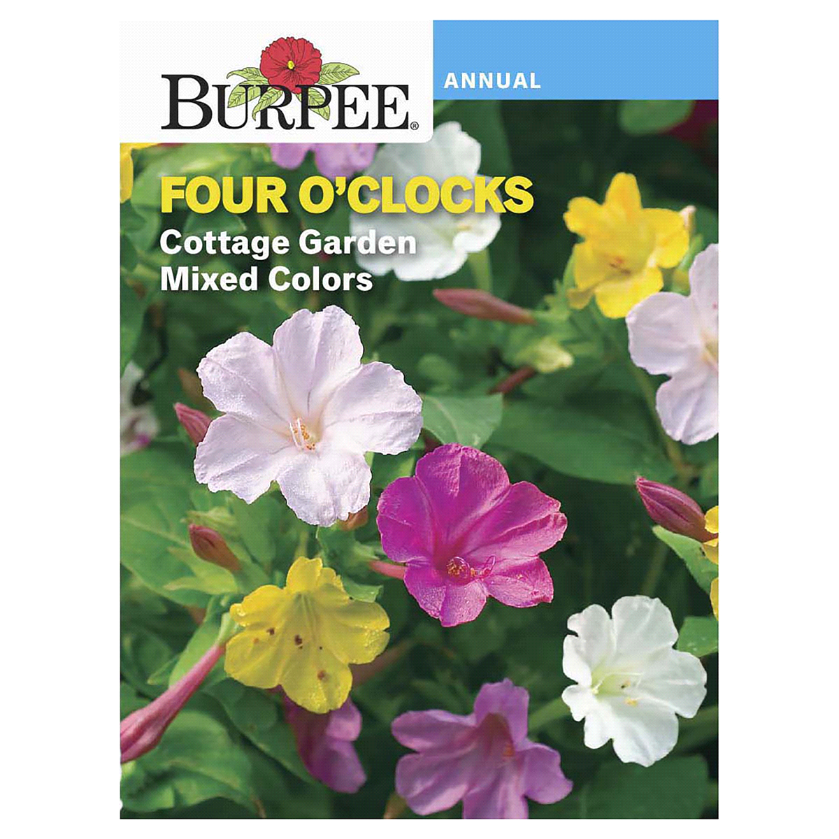 slide 1 of 5, Burpee Four O'Clocks Cottage Garden Mix Seeds - Multi-Color, 4 gram