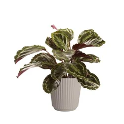 Fresh Potted Calalthea Plant In 10 Inch Container