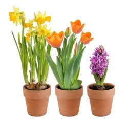 Spring Bulb Assortment in Clay Pot