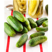 slide 3 of 9, Bonnie Plants  Cucumber Pickling, 19.3 oz