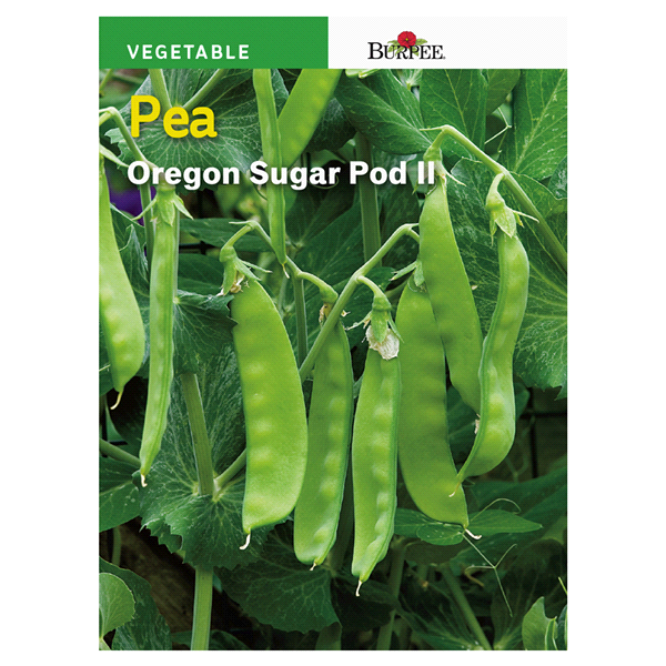 slide 1 of 1, Burpee Pea Oregon Sugar Pod Ii Seeds, 1 ct