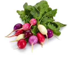 French Breakfast Radish