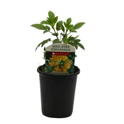 Spring Creek Growers Texas Native Gold Star Esparanza