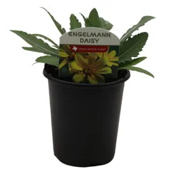 Spring Creek Growers Texas Native Engelmann Daisy