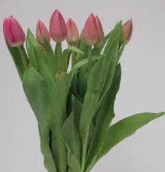 FRESH Tulips - 10 Stem