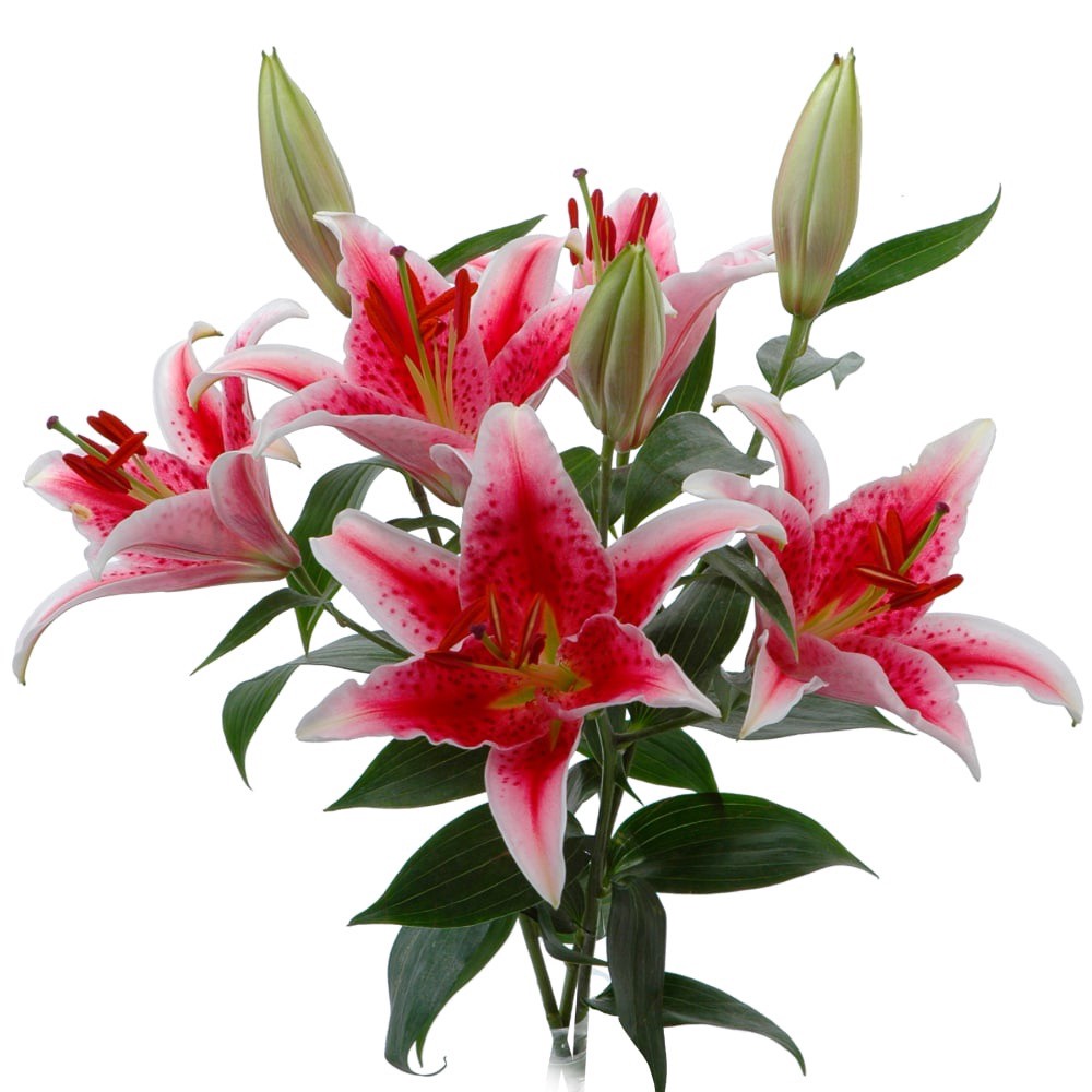 slide 1 of 6, Private Selection Bloom Haus Oriental Lily Bunch, 3 ct