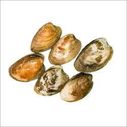 Shell Fish - Top Neck Clam