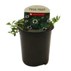 Spring Creek Growers Texas Native Frog Fruit