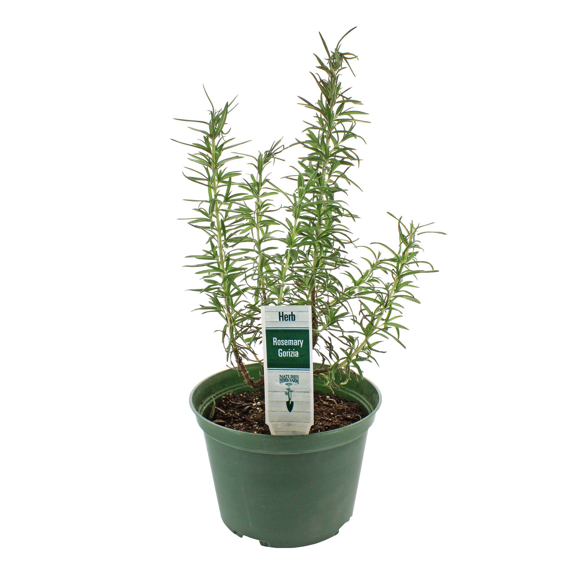 slide 1 of 1, Natures Herb Farm Rosemary, 1 ct