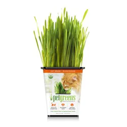 Bell Rock Pet Greens Wheatgrass Live Cat Grass