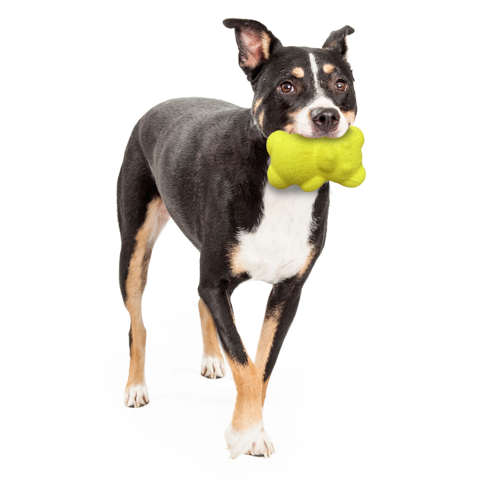 slide 2 of 10, Nylabone Tennis Teddy Gripz Squeaky Dog Toy, 1 ct