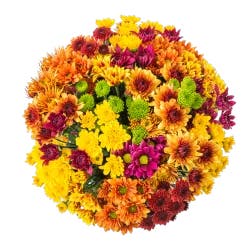 Fall Mega Mum Mixed Bouquet - Orange / Yellow / Green