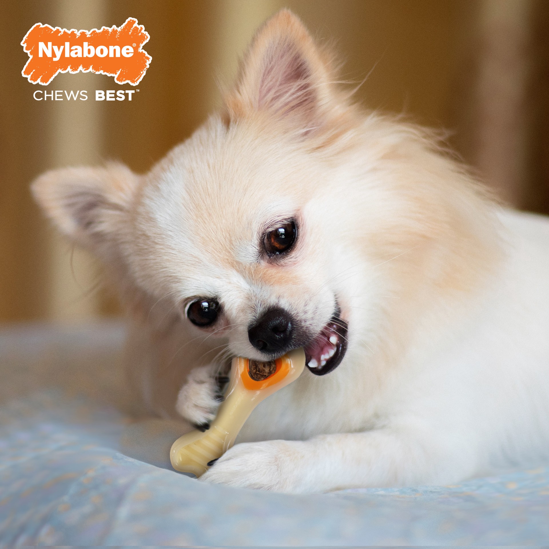 slide 2 of 10, Nylabone Power Chew Knuckle Bone & Pop-In Treat Toy Combo Chicken Pop-In X-Small/Petite - Up to 15 lbs.(1 Count), SM