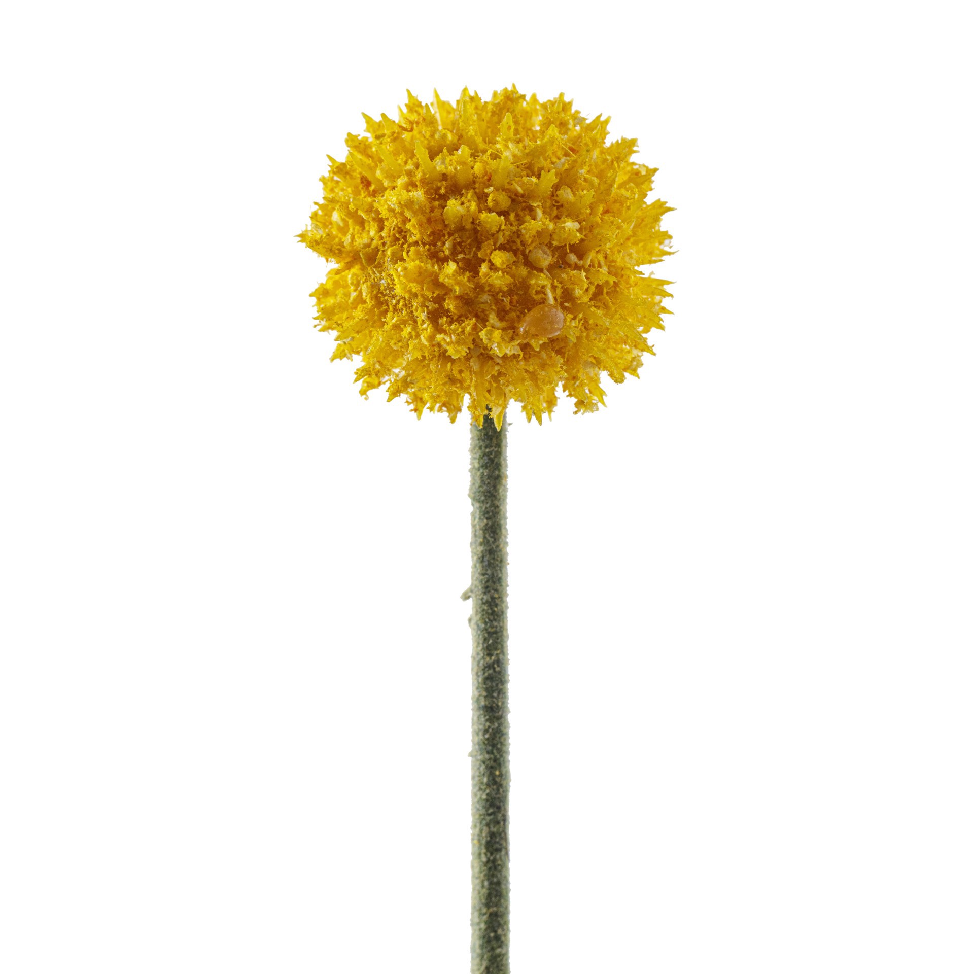 slide 4 of 5, Yellow Billy Ball Stem By Ashland, 26.5 in