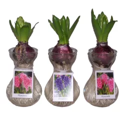 Sprouted Hyacinths In Glass