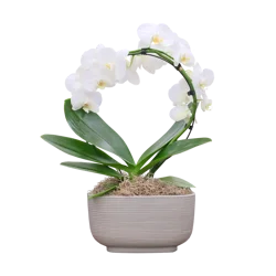 Infinity Loop Orchid, 8-inch pot