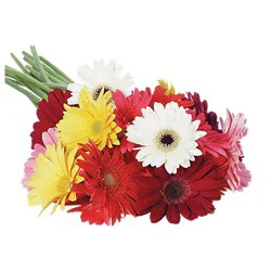 Gerbera Daisy 5 Stem - Each (colors may vary)