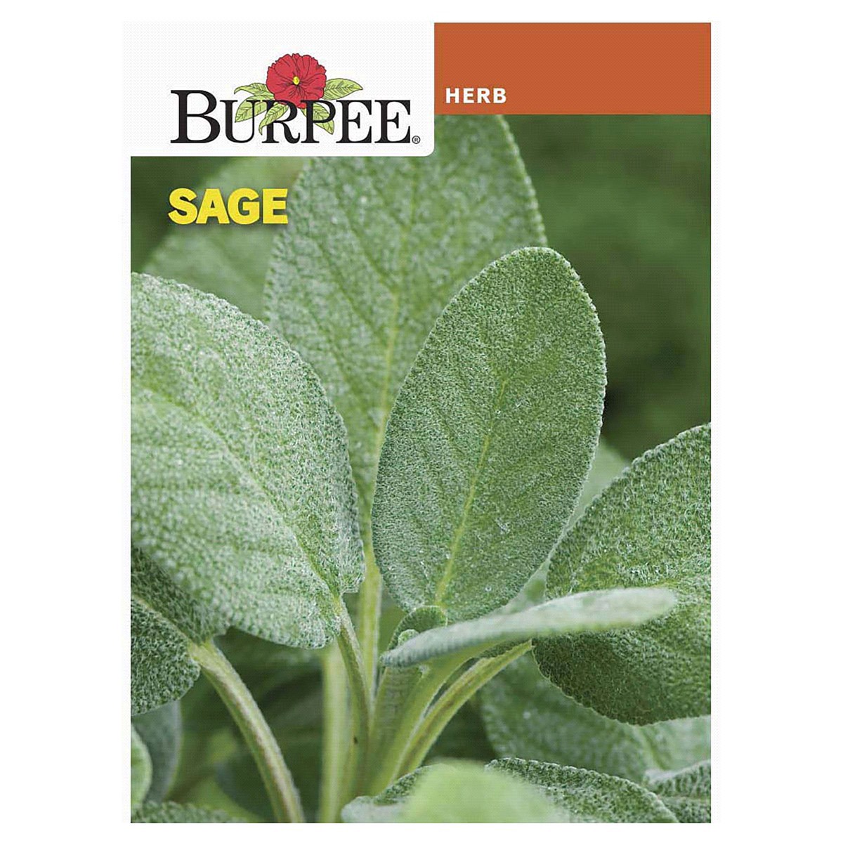 slide 1 of 5, Burpee Common Sage Seeds, 1 ct