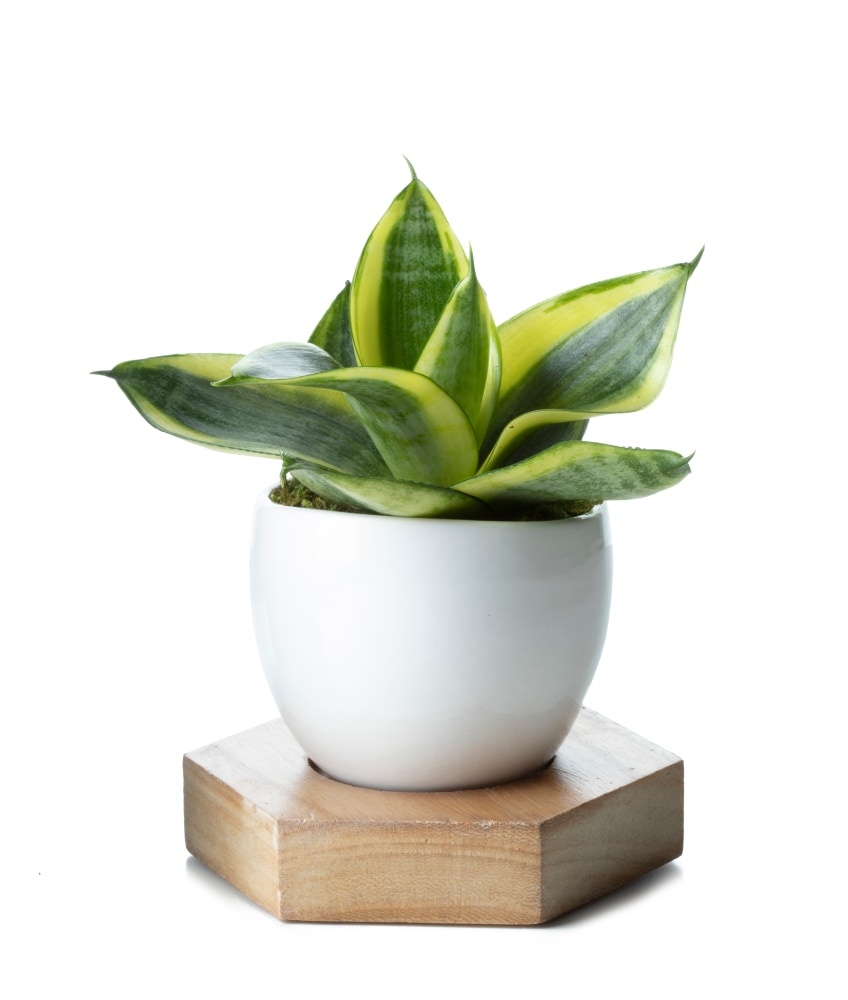 slide 1 of 1, Ceramic Vase With Wood Base Potted Plant, 1 ct