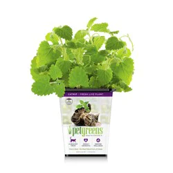 Bell Rock Pet Greens Catnip Live Cat Grass