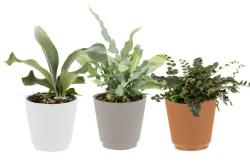 Foilage Fern