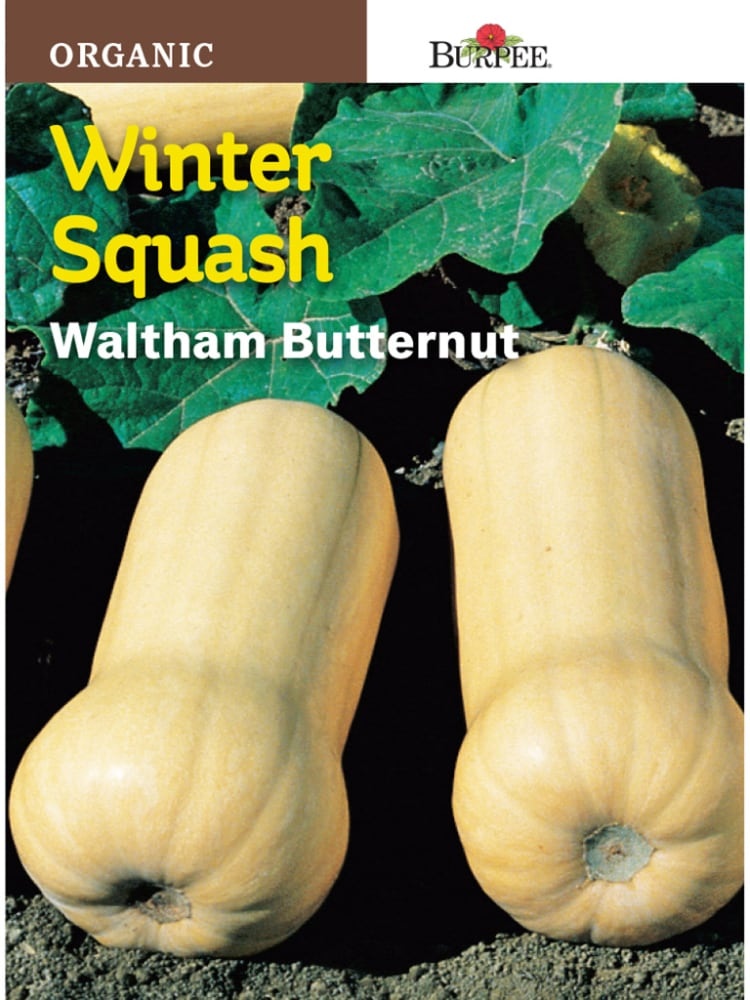 slide 1 of 1, Burpee Waltham Butternut Organic Squash Seeds - Yellow, 1 ct