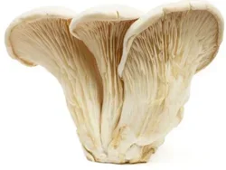 Nebrodini Bianco Mushroom