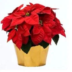 Fresh Red Poinsettia Plant in 6 inch Decorative Pot