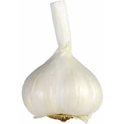 Fresh Colossal Garlic