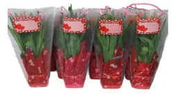 Quest Tulips In Gift Bag