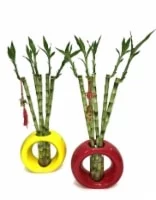 Bamboo Lucky Home Decor - Large