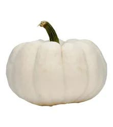 White Pumpkins