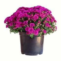 Heimos 8 Hardy Mum Purple