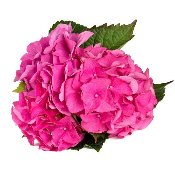 slide 1 of 1, Hydrangea, 6.5 in