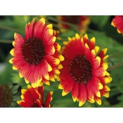 Gaillardia (Blanket Flower)
