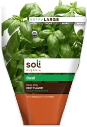 Soli Organic Potted Large Basil 11 Cm
