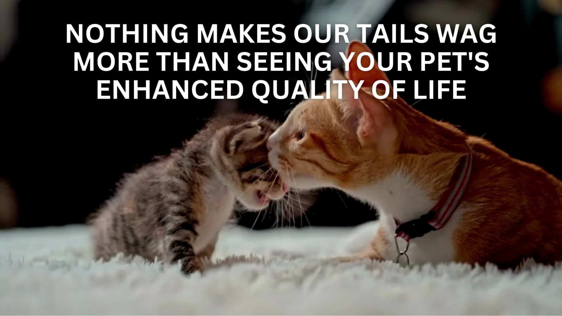 slide 4 of 10, K & H K&H Pet Products Window Lounger Cat Perch Natural 23 X 12 Inches, 1 ct