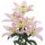 Bloom Haus Assorted Longiflorum Asiatic Hybrid Lilies