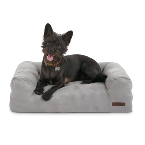 Reddy orthopedic dog sales bed