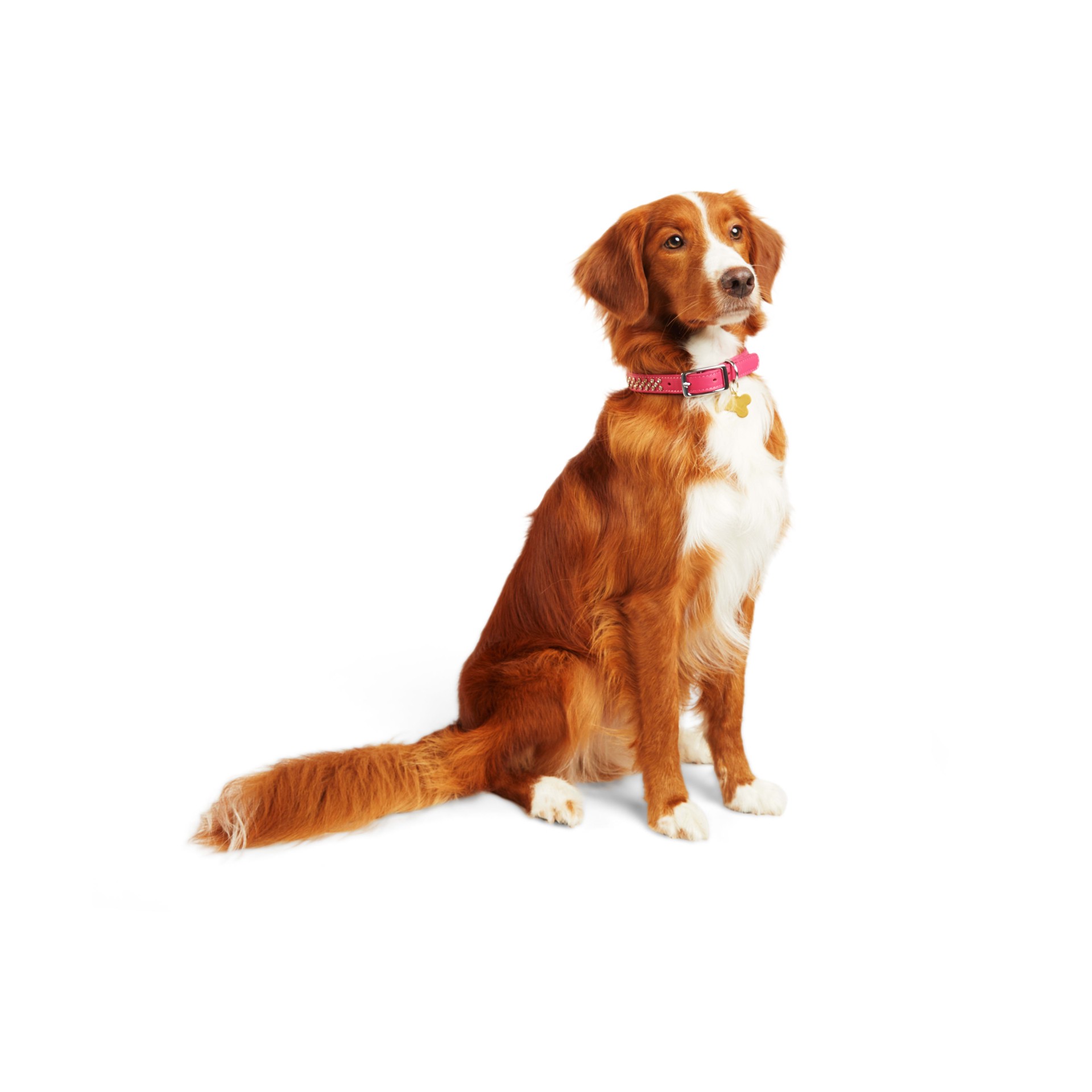 slide 1 of 1, YOULY Leather Bling Pink Dog Collar, Medium, 1 ct