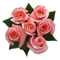 Pink Roses