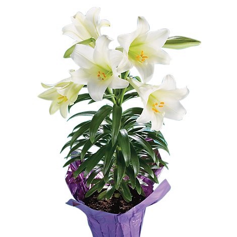 slide 1 of 1, BLOOMS by H-E-B Easter Lily Flowering Plant, 6 ft