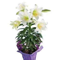 BLOOMS by H-E-B Easter Lily Flowering Plant