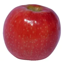 Pink Lady Apples, Large