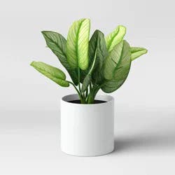 7" x 11" Artificial Variegated Leaf Arrangement - Threshold