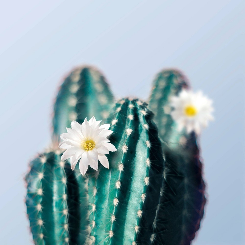 slide 5 of 8, Beloved Cactus Flower & Basil Body Scrub, 10 oz