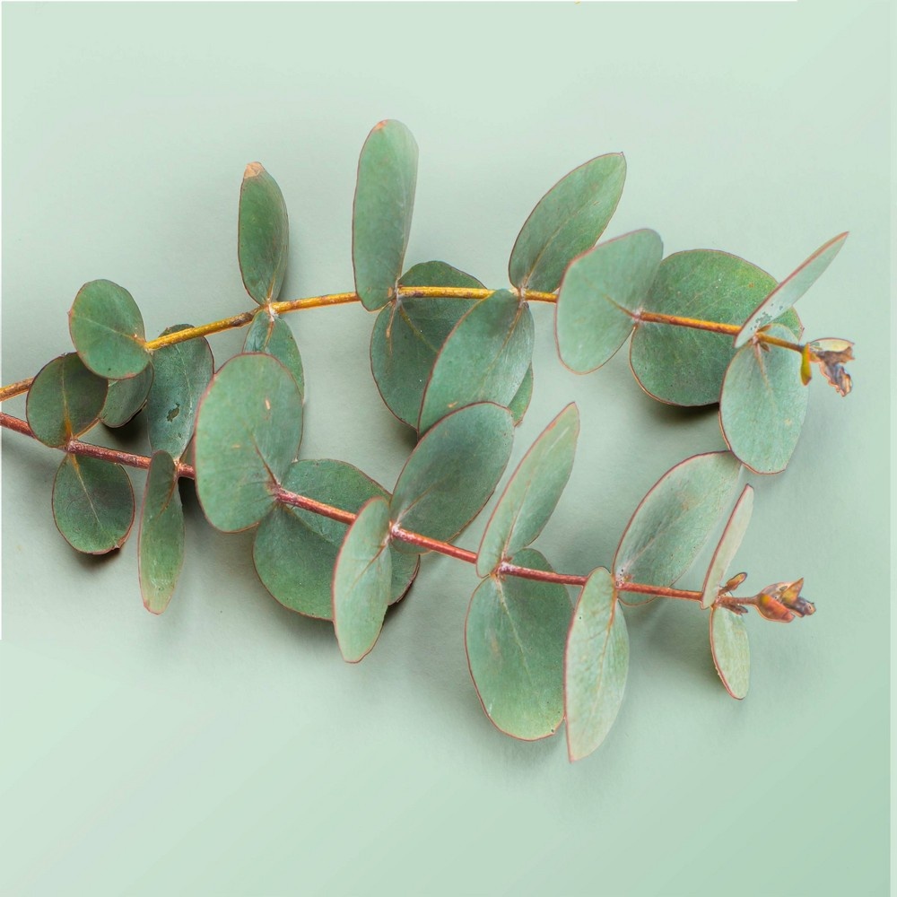 slide 6 of 8, Beloved Green Clay & Eucalyptus Hand Sanitizer - 2 fl oz, 2 fl oz