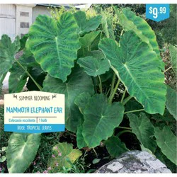 Mammoth Elephant Ear